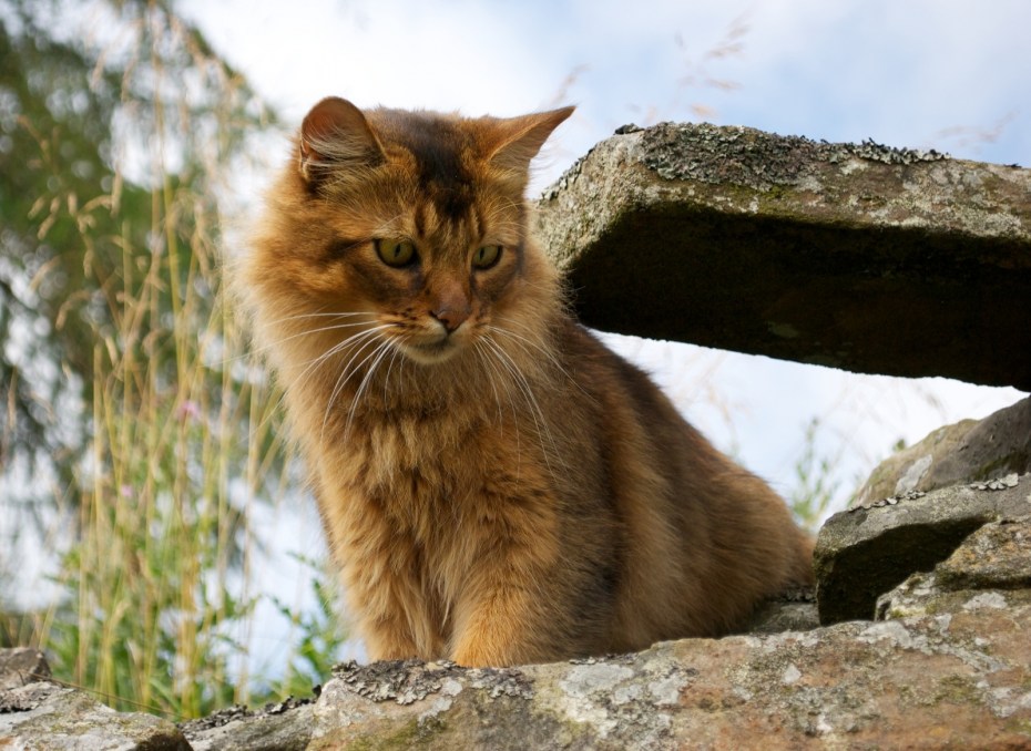 Кошки породы Сомали