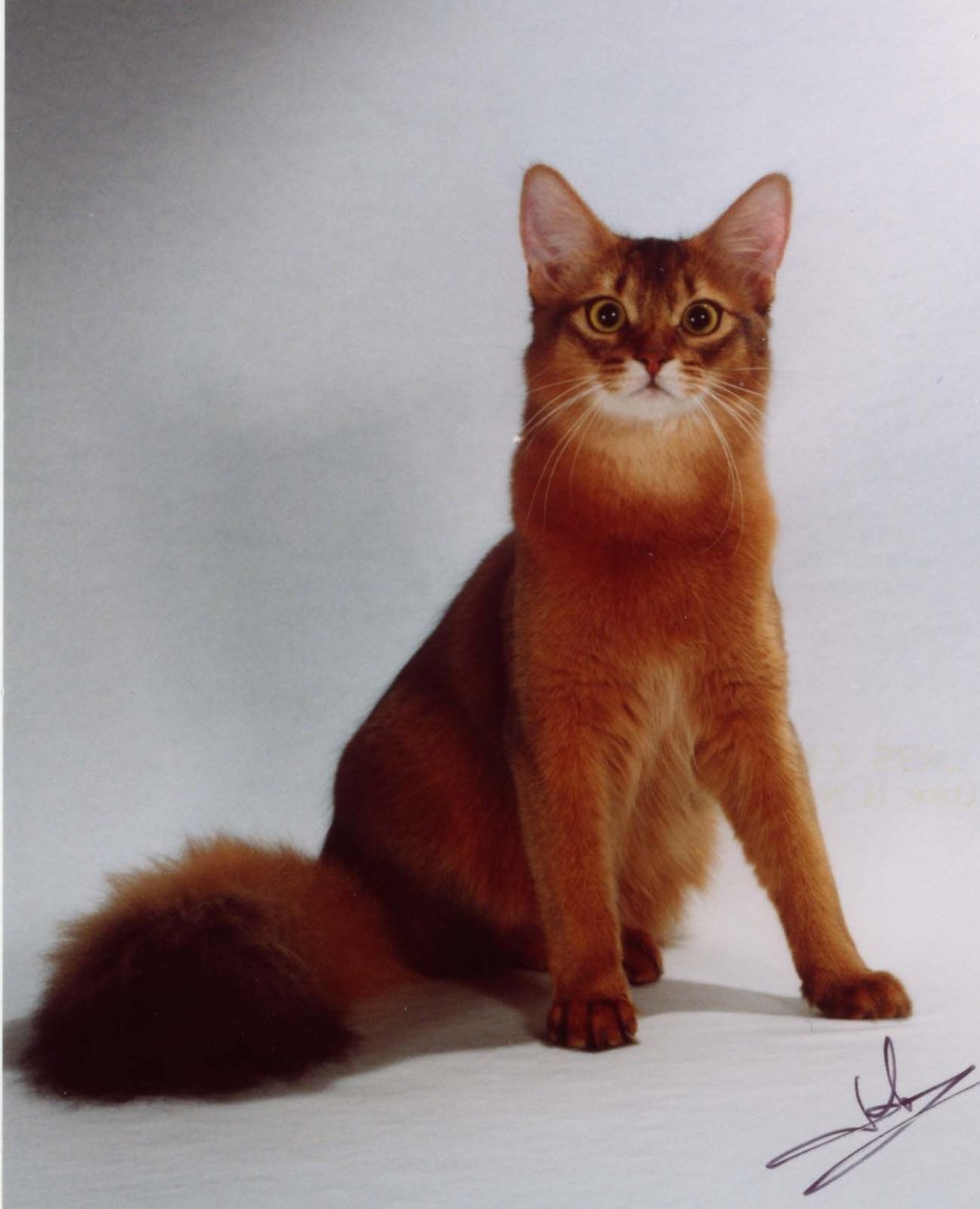 Сомалийская Лесная кошка