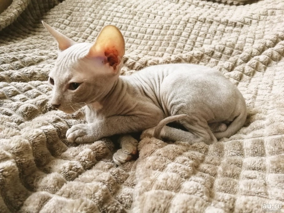 Канадский сфинкс котята