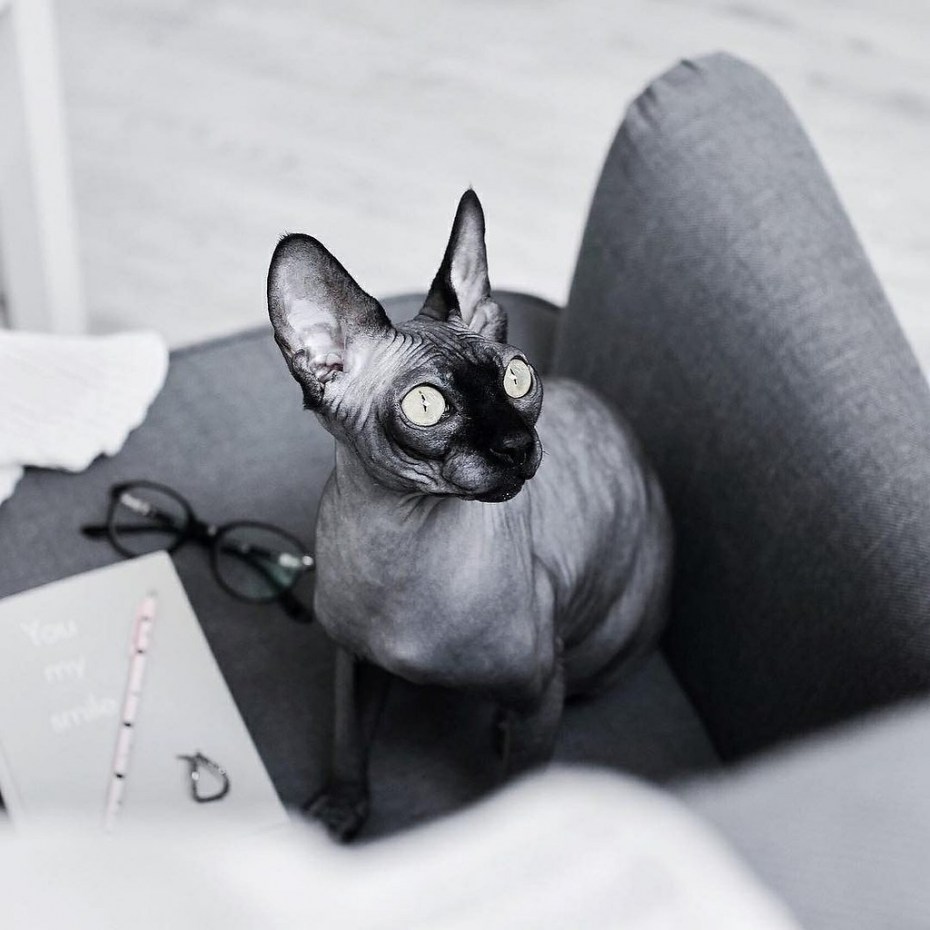 Коты сфинксы