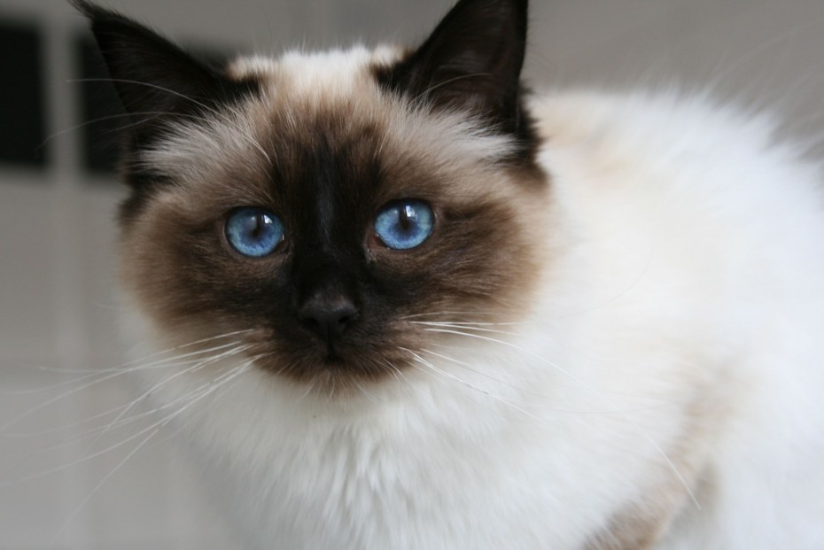 Сиамская кошка гладкошерстная