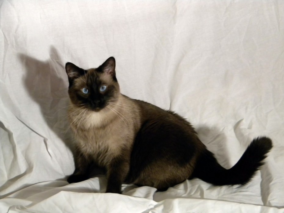 Косой сиамский кот