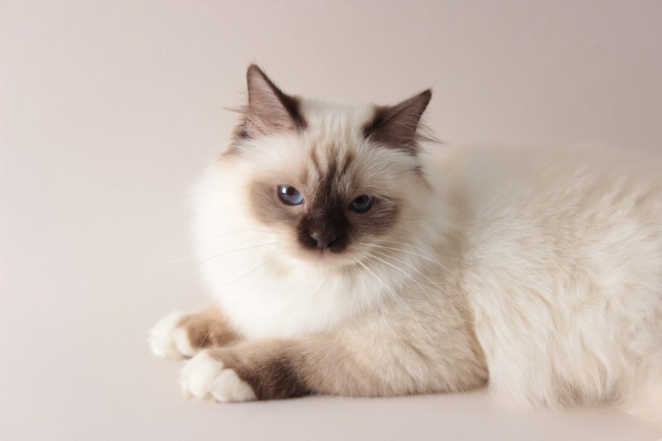 Сиамская беспородная кошка