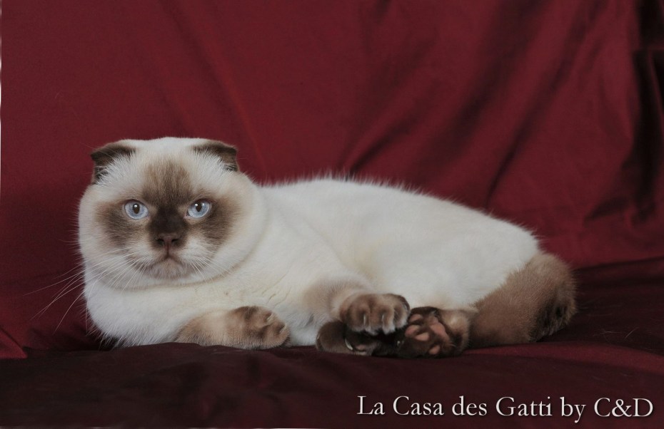 Сиамская кошка