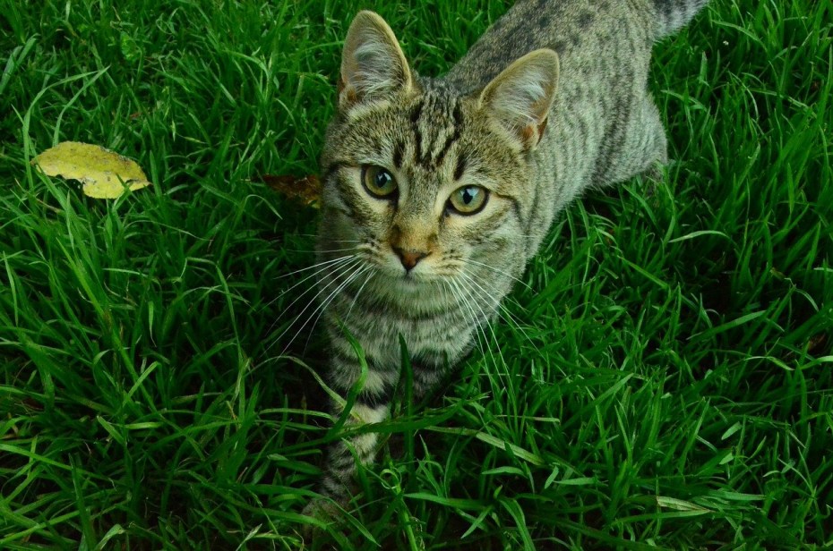 Зеленый котенок