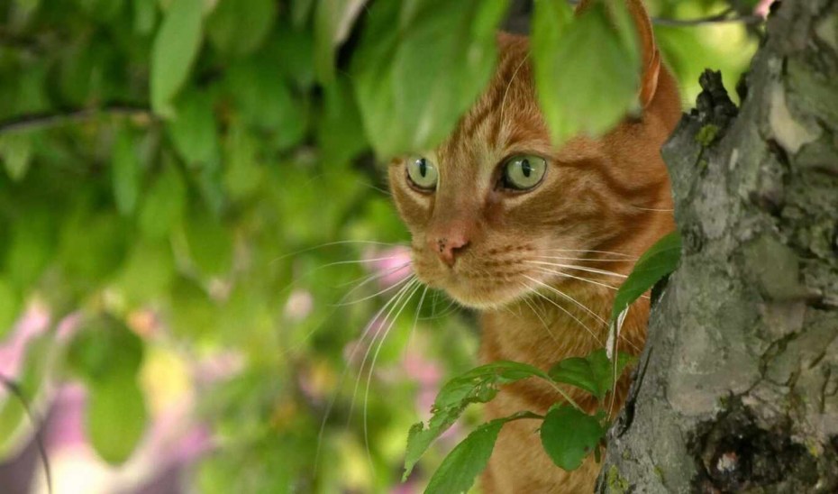 Глаза кошки