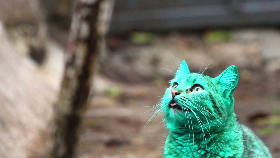 Красивые коты