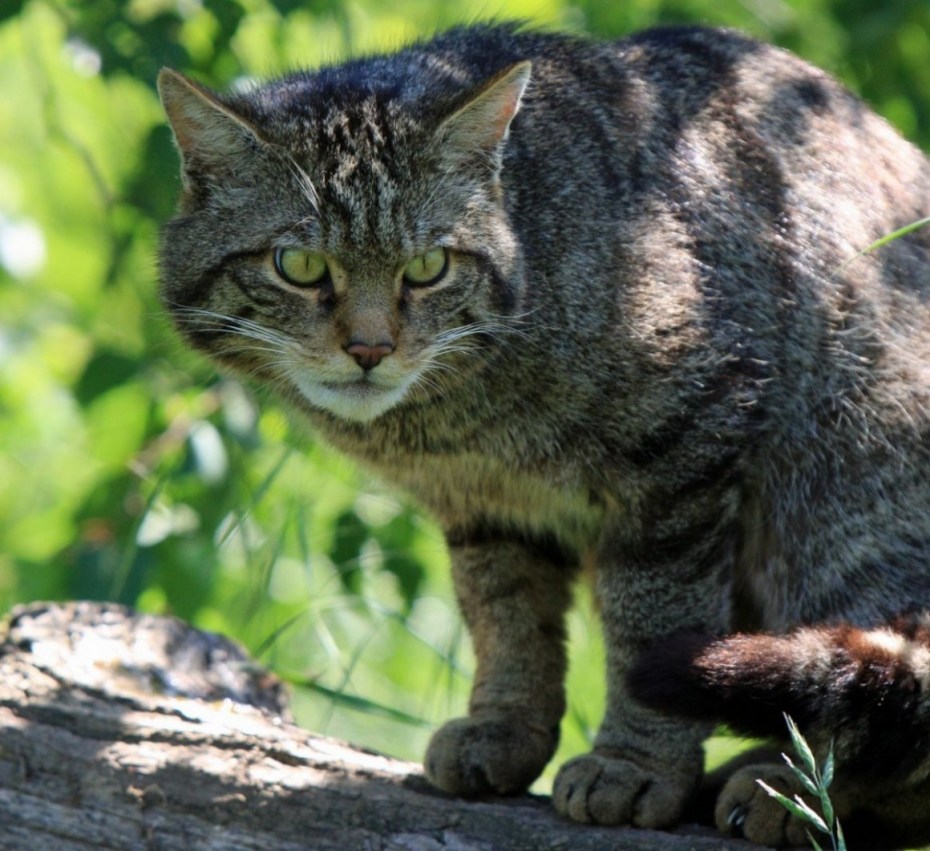 Восточная полосатая кошка