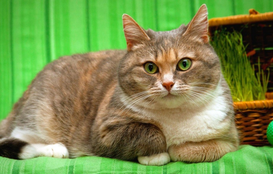Настоящие кошки