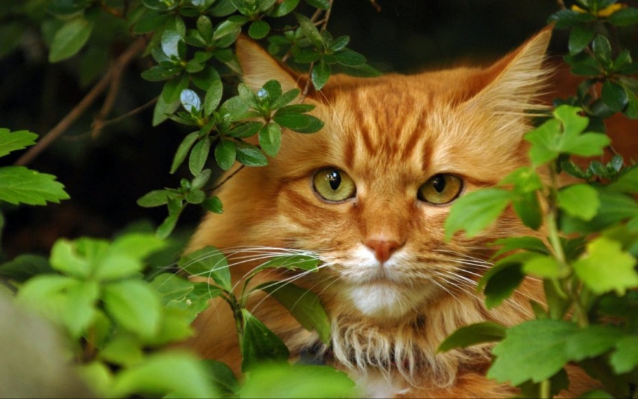 Котенок на зеленом фоне