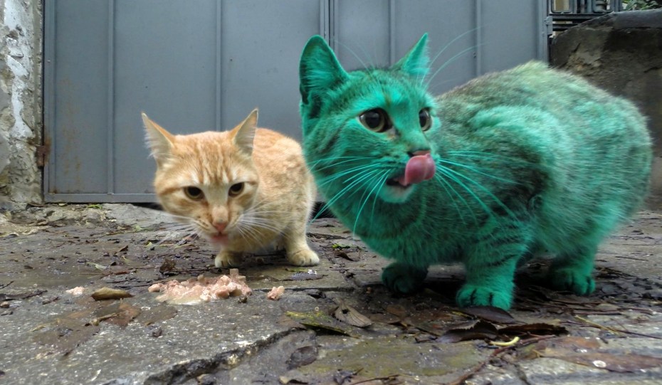Котокусты Ричарда Сондерса