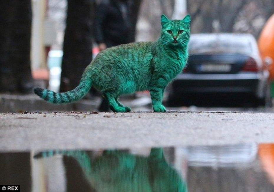 Зеленый котенок