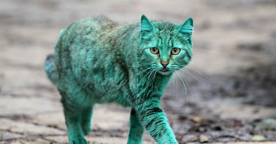 Зеленый котенок
