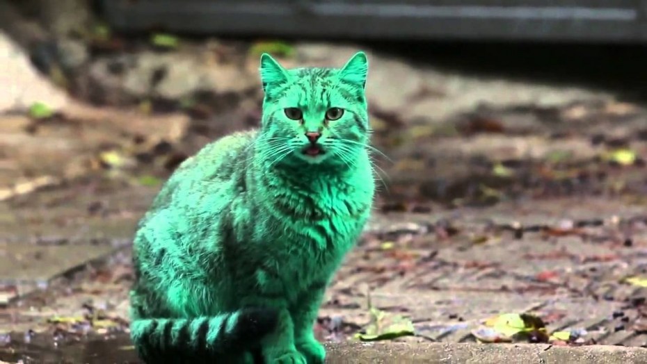 Кот в траве