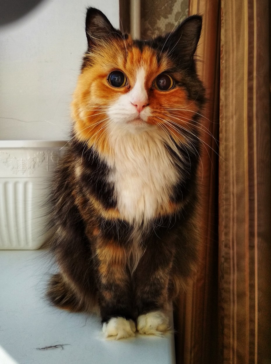 Трёхцветная кошка