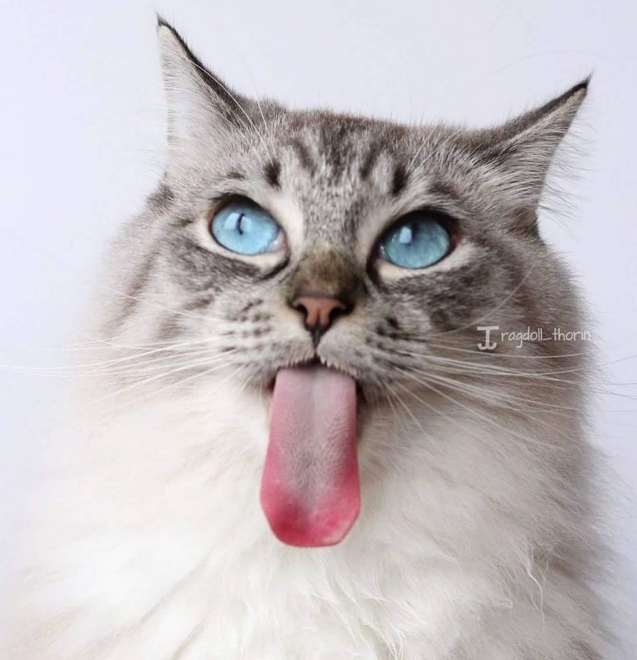 Котик с язычком
