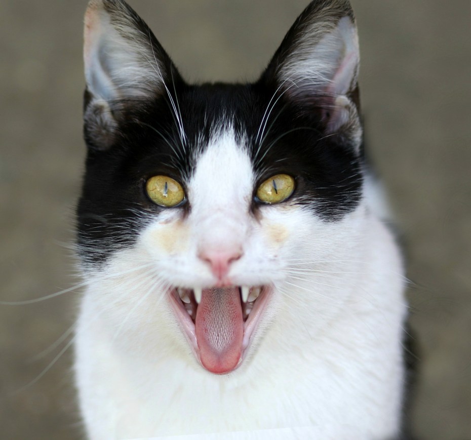 White Cat Shaking head