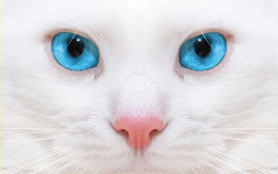 Коричневый язык у кота