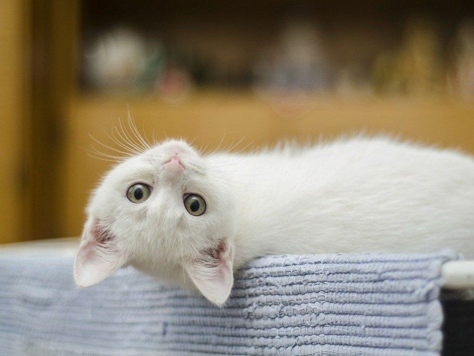 Нос котика