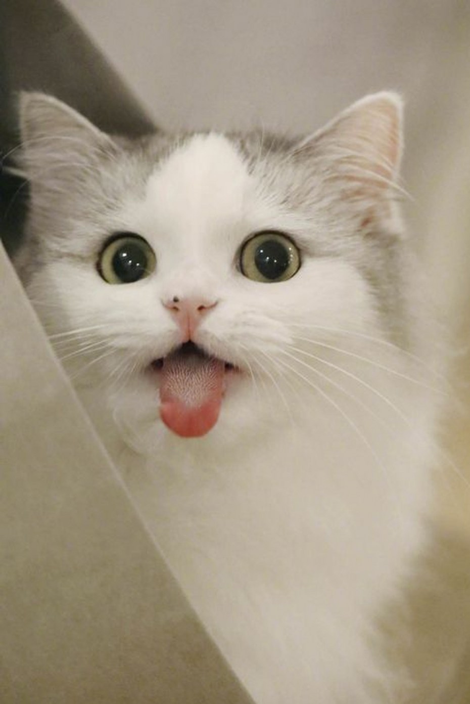 Мур кошка