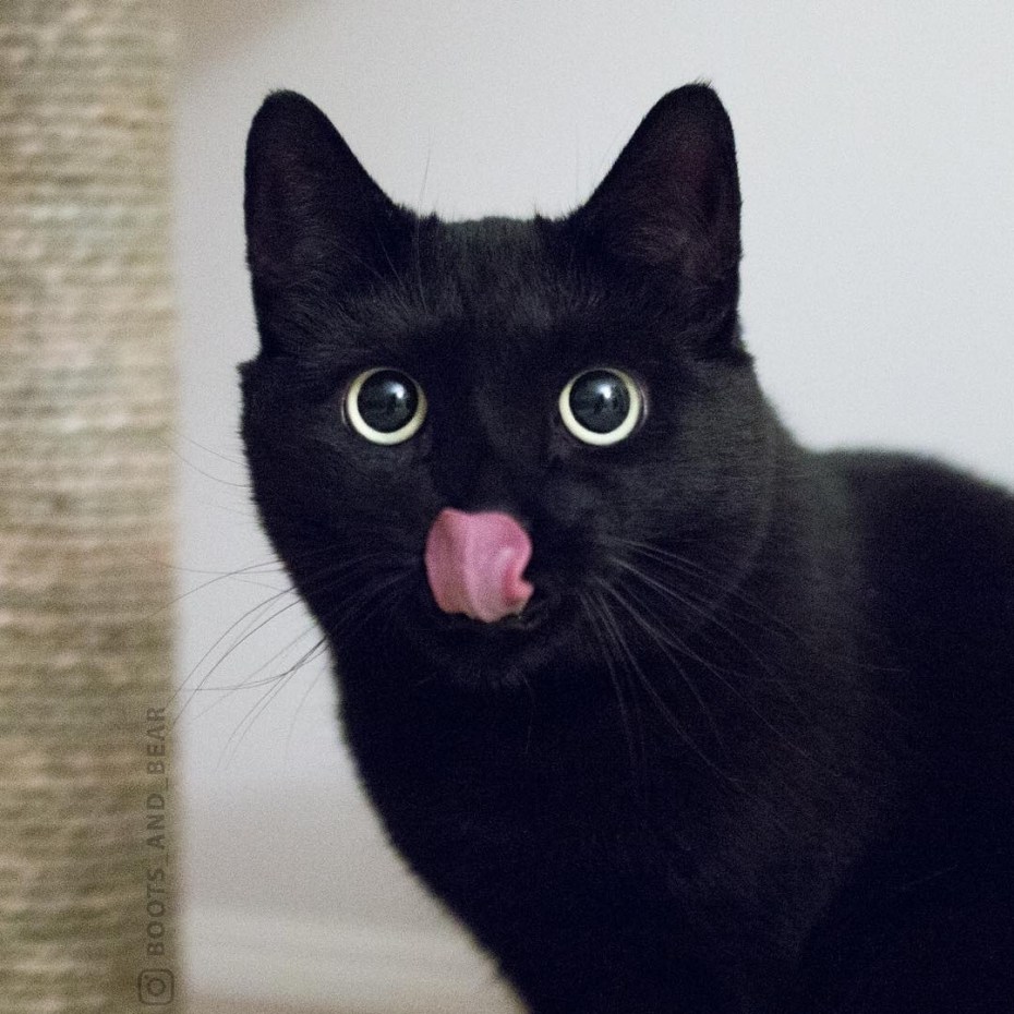 Кошка язык трубочкой