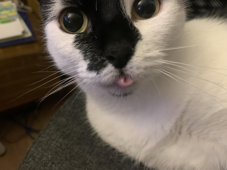 Котик облизывается