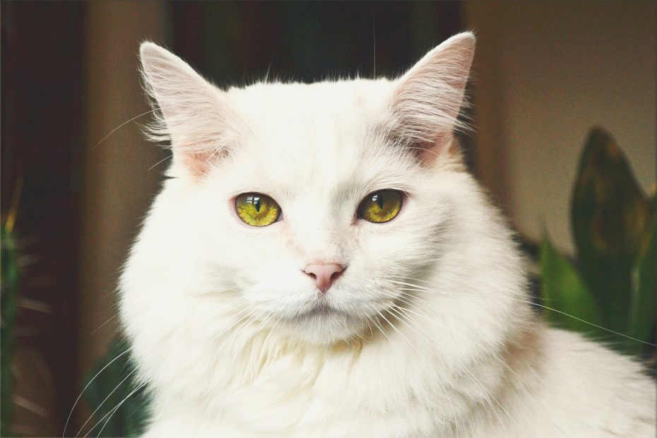 Котенок с языком