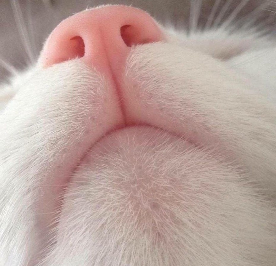Нос кота