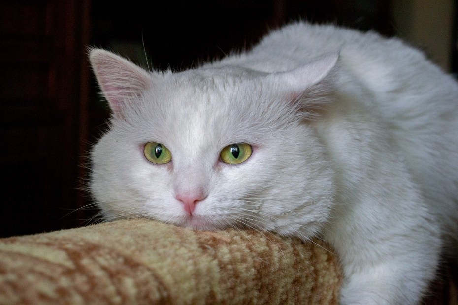 Смешной белый кот