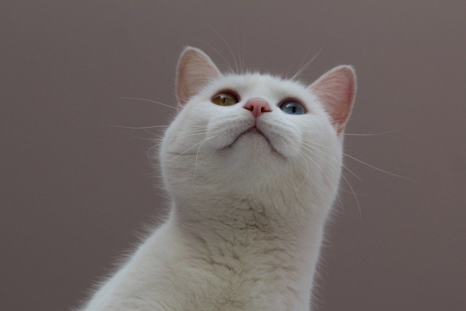 Спящий кот смешной
