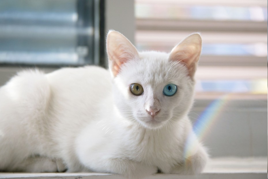 Кошка нюхает