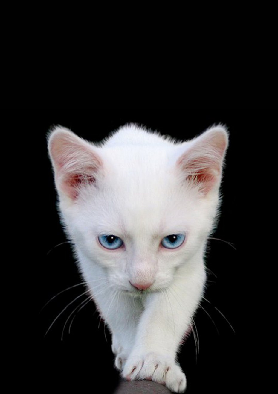 Удивленный белый котнг