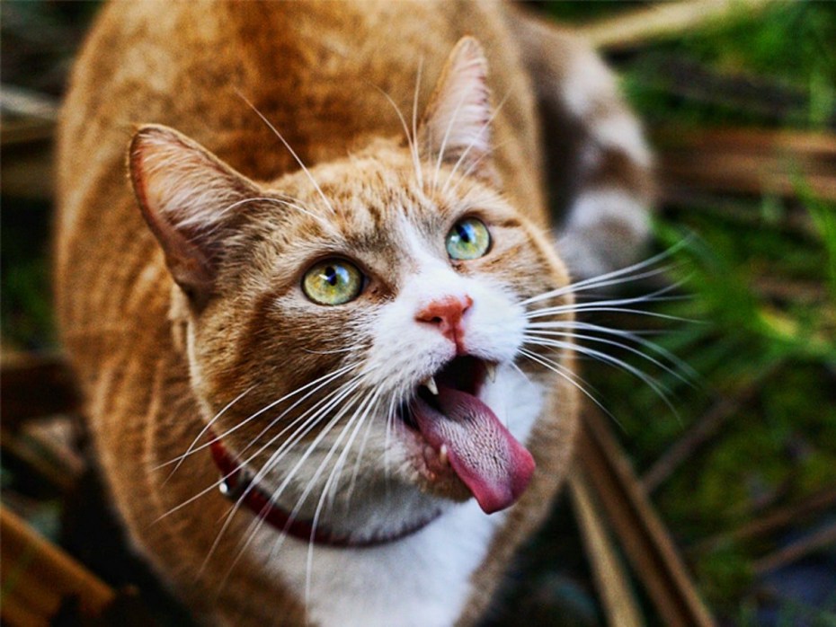 Bj Cat