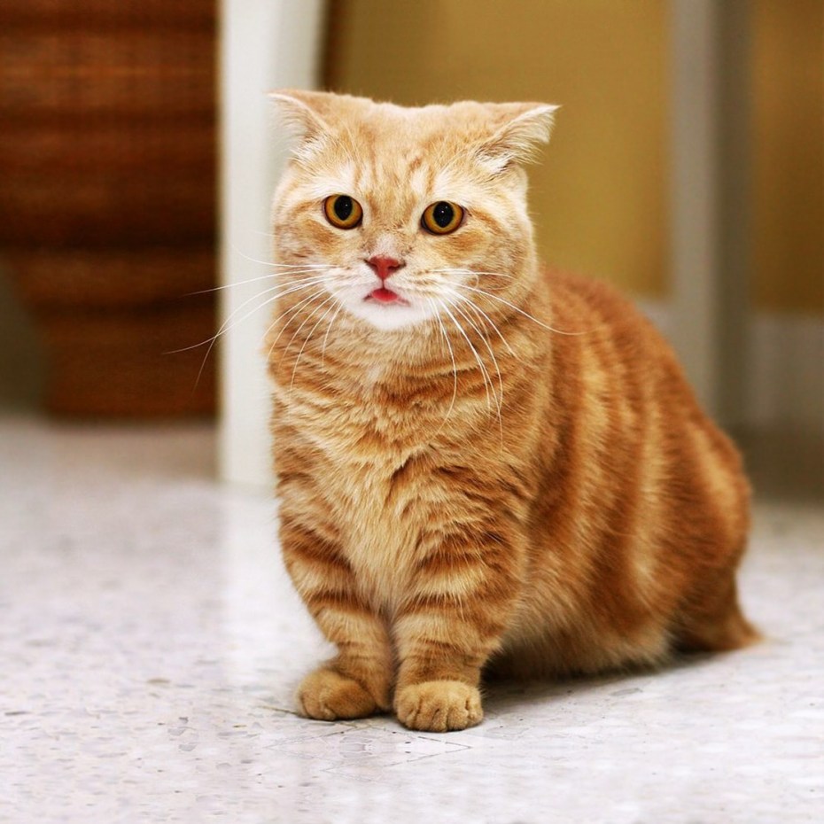 Коротколапые котята Манчкин