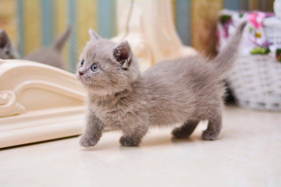 Кошка такса Манчкин