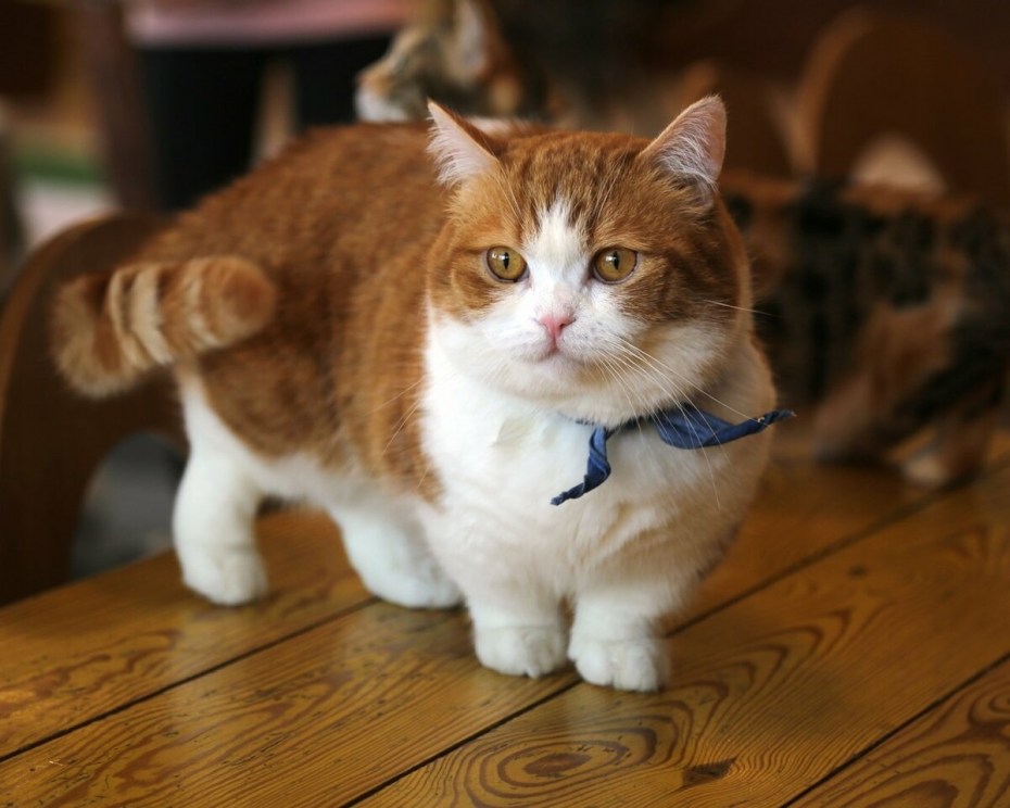 Манчкин кошка короткошерстная