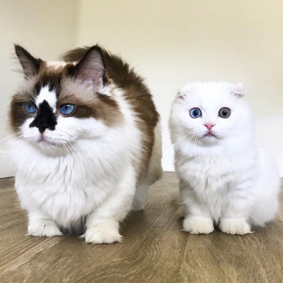 Манчкин кот