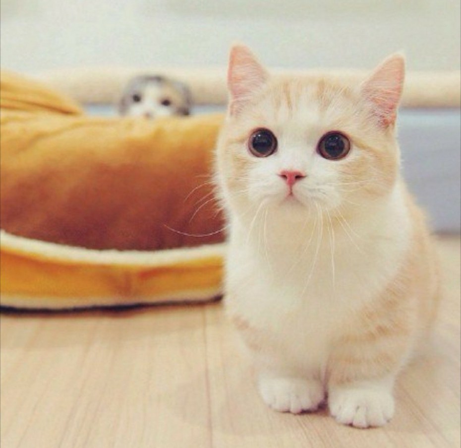 Коты Манчкин милые
