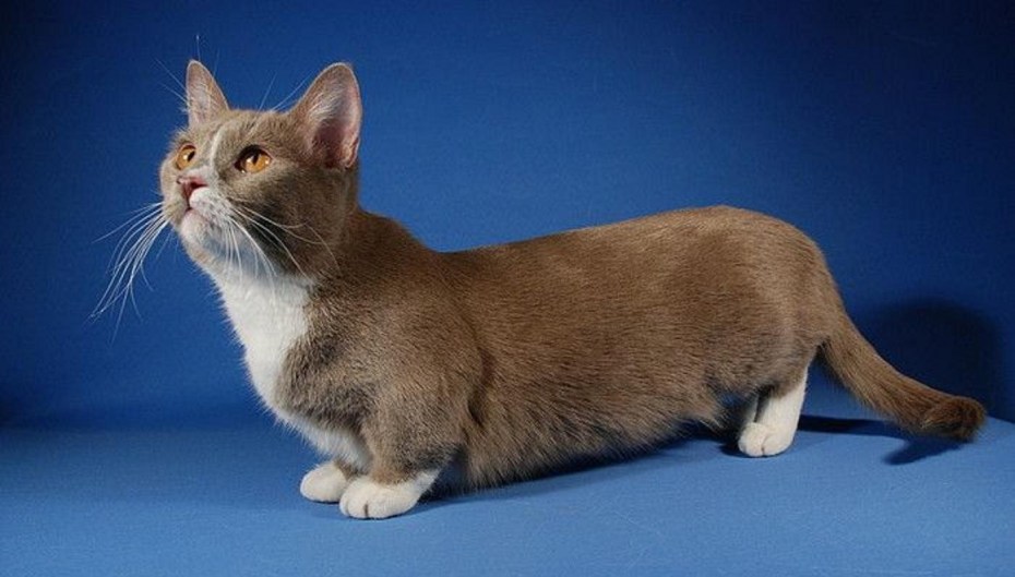 Манчкин кошка короткошерстная