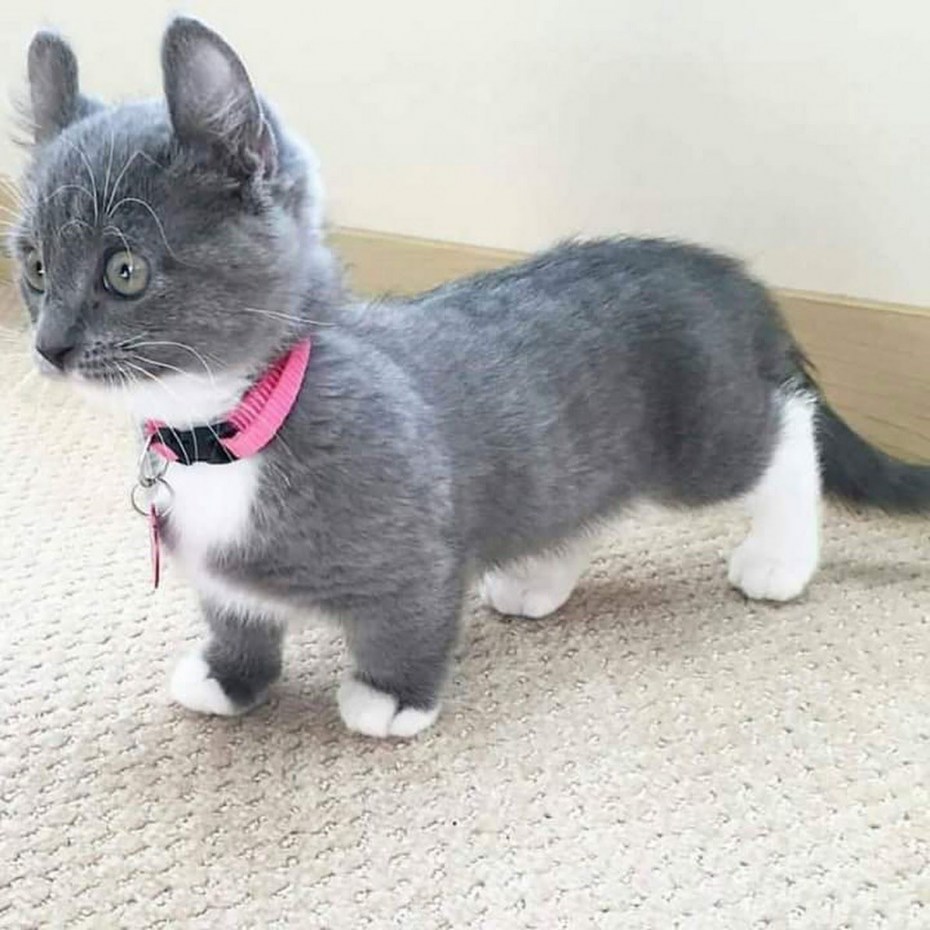 Манчкин кот