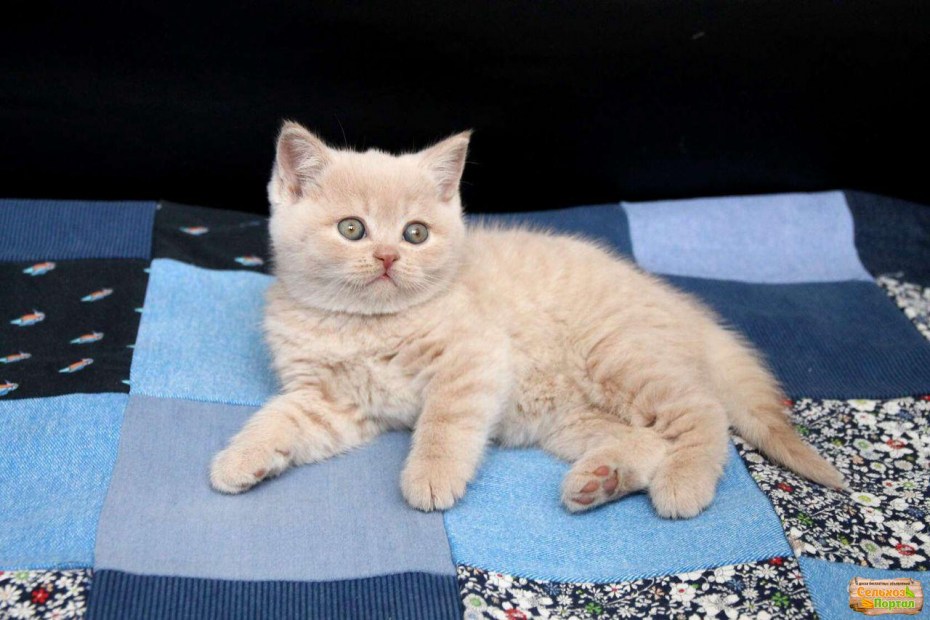 Шотландский скоттиш фолд окрасы