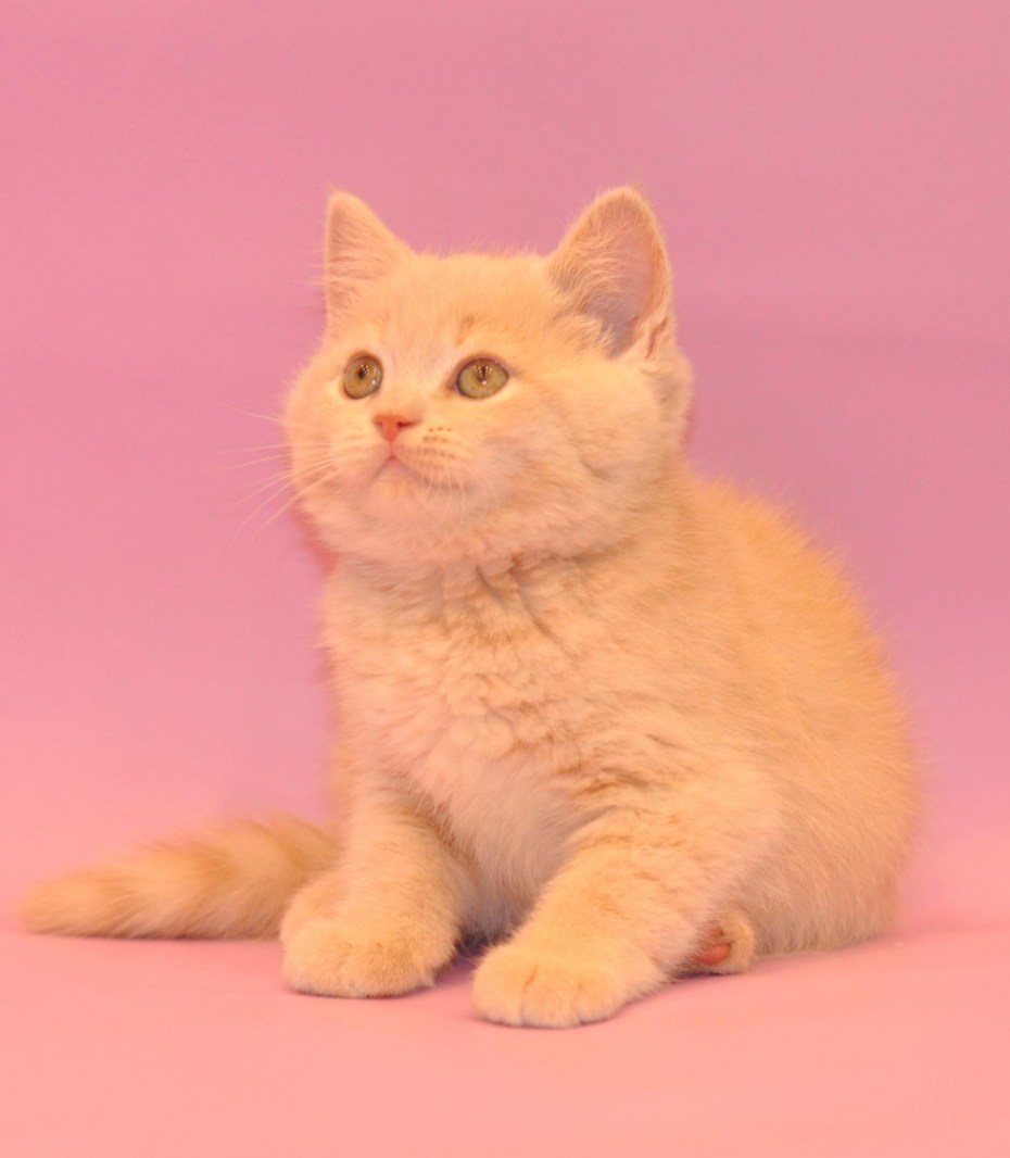 Скоттиш страйт короткошерстный