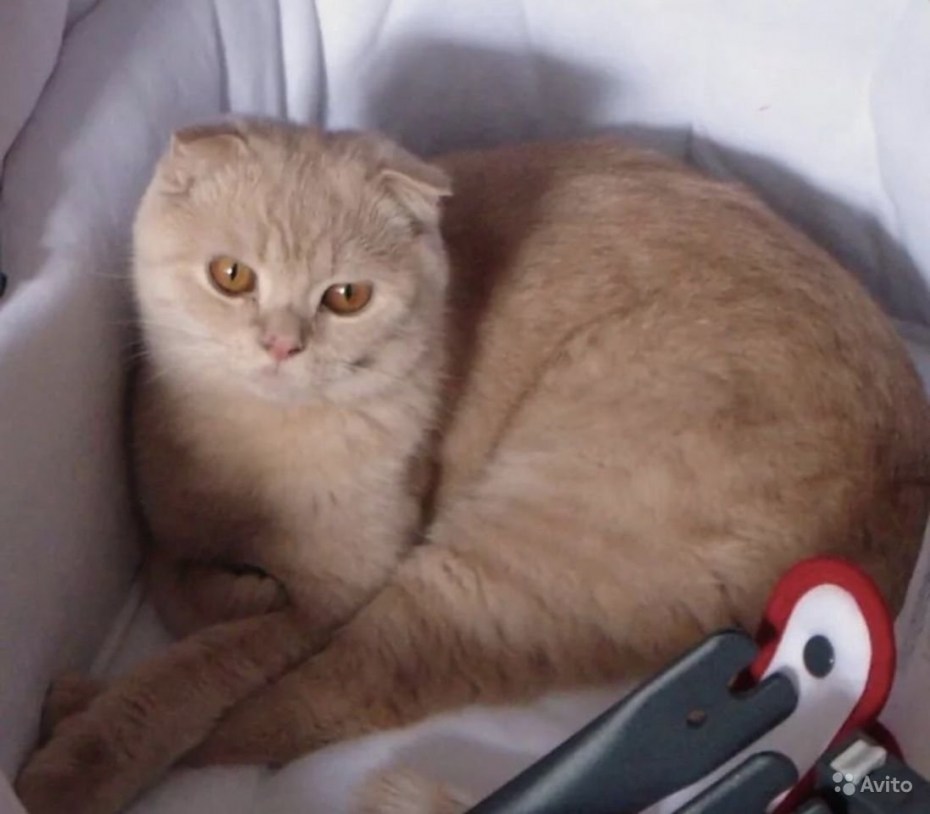 Шотландская вислоухая кошка персик