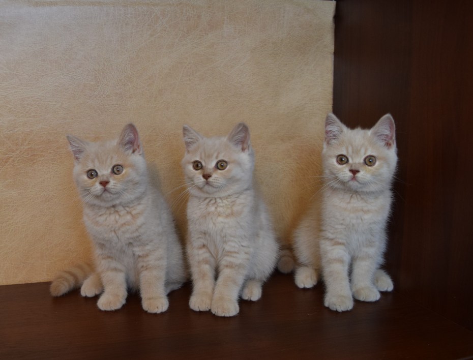 Шотландская вислоухая кошка лиловая