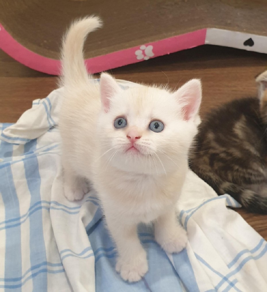Скоттиш фолд табби бежевый