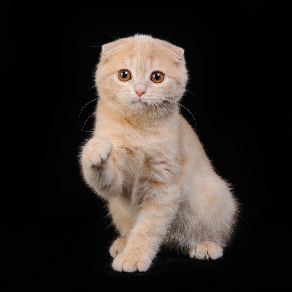 Скоттиш фолд