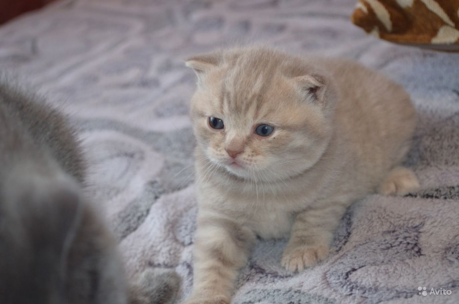 Шотландская вислоухая кошка кремовая