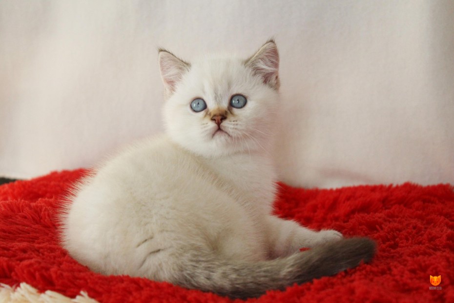 Шотландский вислоухий котенок 2 месяца