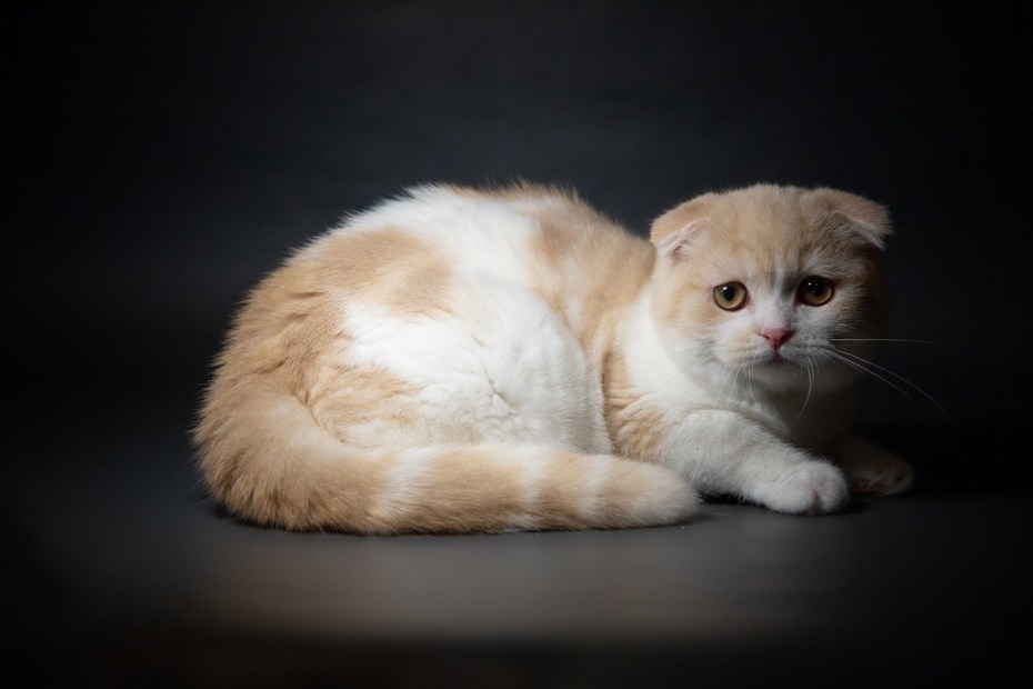 Корниш фолд