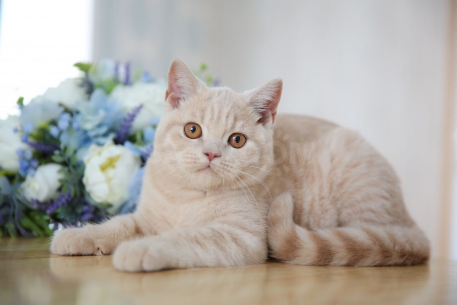 Шотландская кошка прямоухая Песочная